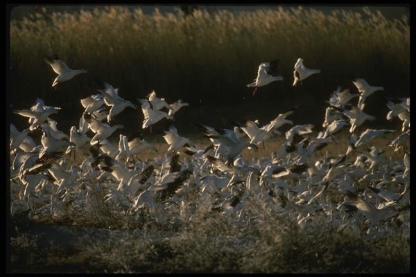 043065 Snow Geese A4 Photo Print