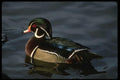 043066 Wood Duck A4 Photo Print