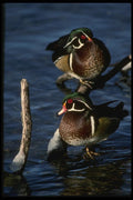043067 Wood Ducks A4 Photo Print