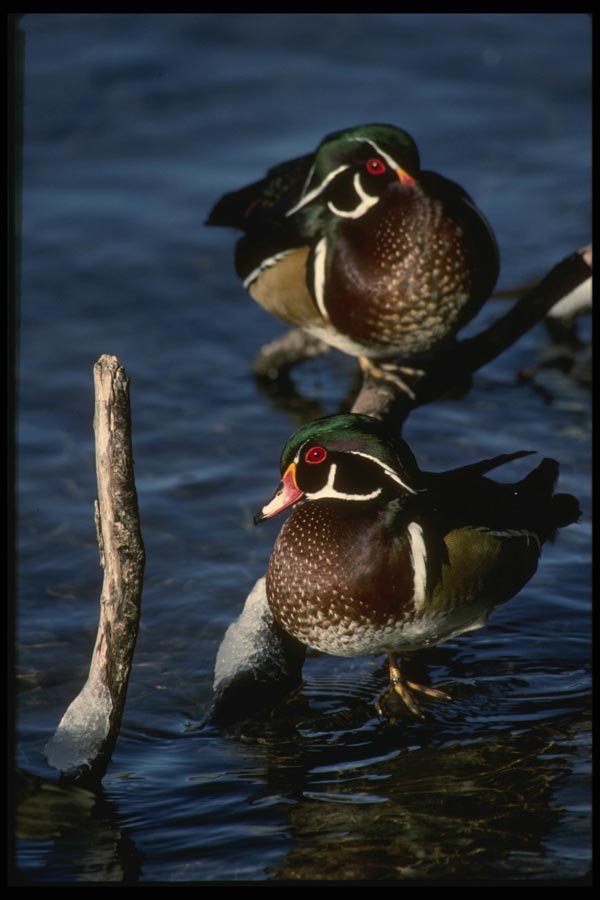 043067 Wood Ducks A4 Photo Print