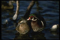 043068 Wood Duck Pair A4 Photo Print