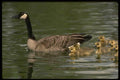 043069 Geese And Chicks A4 Photo Print