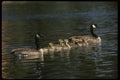 043070 Geese And Chicks A4 Photo Print