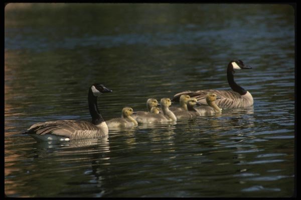 043070 Geese And Chicks A4 Photo Print