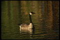 043071 Canada Goose A4 Photo Print