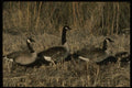 043072 Canada Geese A4 Photo Print