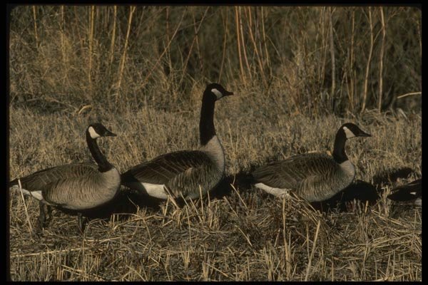 043072 Canada Geese A4 Photo Print