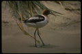 043073 American Avocet A4 Photo Print