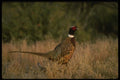 043074 Ring Neck Pheasant A4 Photo Print
