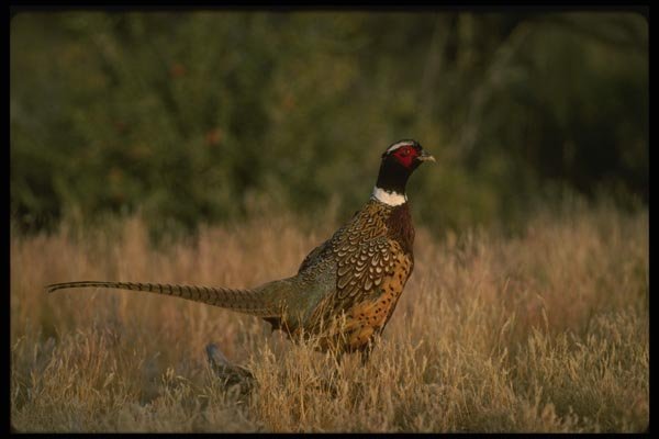 043074 Ring Neck Pheasant A4 Photo Print