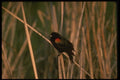 043075 Red Wing Black Bird A4 Photo Print