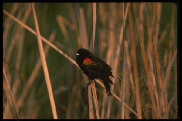 043075 Red Wing Black Bird A4 Photo Print