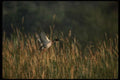 043076 Mallard A4 Photo Print