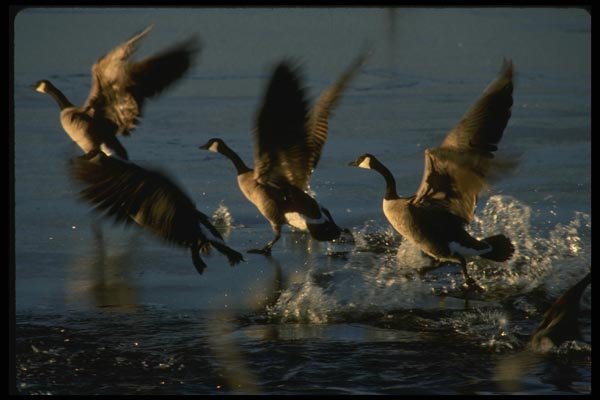 043077 Canada Geese A4 Photo Print