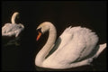 043078 Mute Swan A4 Photo Print