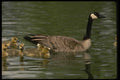 043079 Geese And Chicks A4 Photo Print