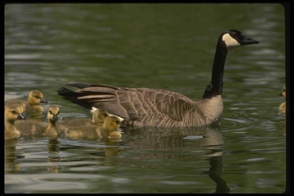 043079 Geese And Chicks A4 Photo Print