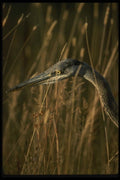 043080 Great Blue Heron A4 Photo Print