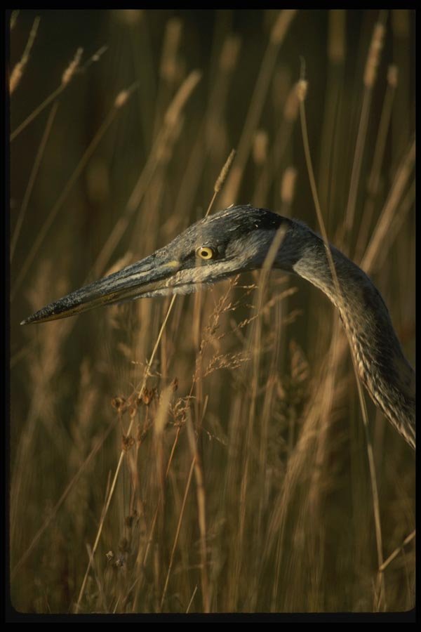 043080 Great Blue Heron A4 Photo Print