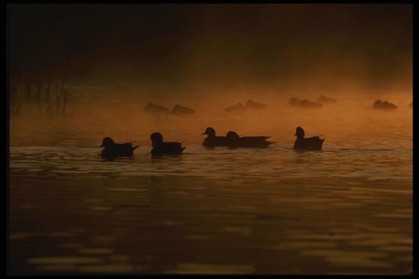 043081 American Widgeons A4 Photo Print