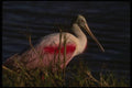 043082 Spoonbill A4 Photo Print