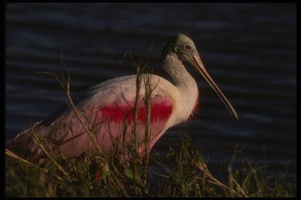 043082 Spoonbill A4 Photo Print