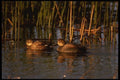 043083 Gadwalls A4 Photo Print