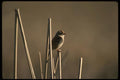 043084 White Crown Sparrow A4 Photo Print