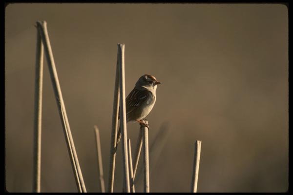 043084 White Crown Sparrow A4 Photo Print