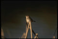 043085 Marsh Wren A4 Photo Print