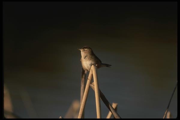 043085 Marsh Wren A4 Photo Print