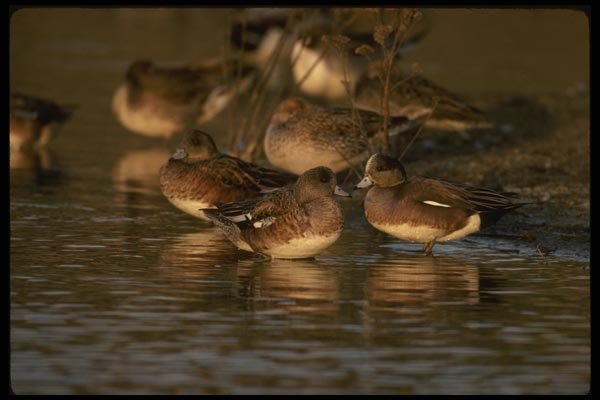 043087 American Widgeons A4 Photo Print