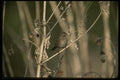 043088 Sparrow A4 Photo Print