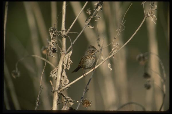 043088 Sparrow A4 Photo Print