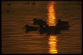 043089 Pintail A4 Photo Print