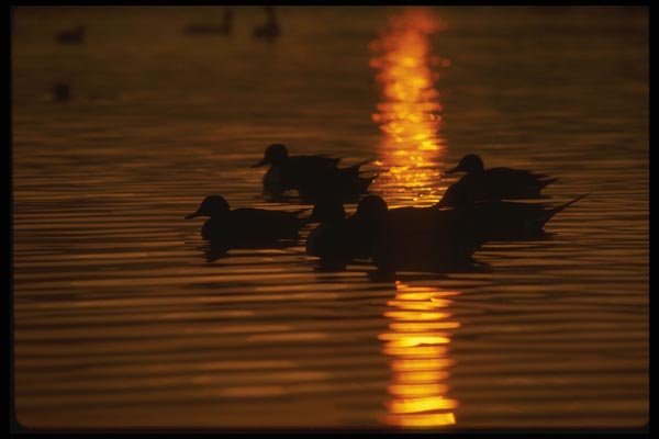 043089 Pintail A4 Photo Print