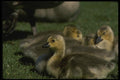 043090 Canada Geese A4 Photo Print