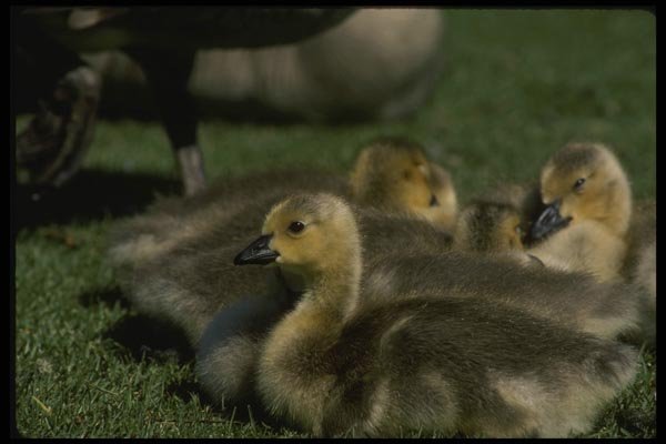 043090 Canada Geese A4 Photo Print