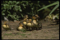 043091 Mallard Chicks A4 Photo Print