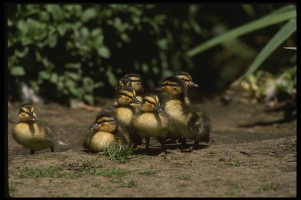 043091 Mallard Chicks A4 Photo Print