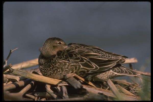 043092 Female Cinnamon Teal A4 Photo Print