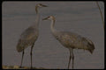 043093 Sandhill Cranes A4 Photo Print