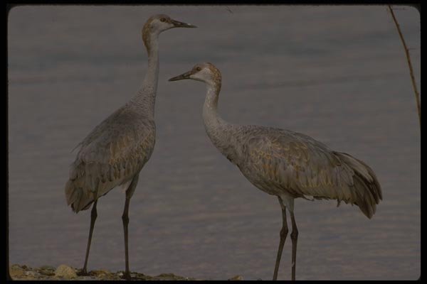 043093 Sandhill Cranes A4 Photo Print
