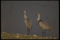 043094 Sandhill Cranes A4 Photo Print