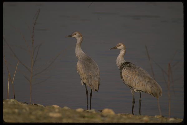 043094 Sandhill Cranes A4 Photo Print