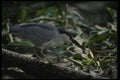 043096 Black Crown Night Heron A4 Photo Print