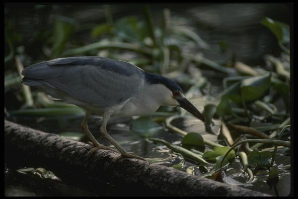 043096 Black Crown Night Heron A4 Photo Print