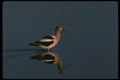043097 American Avocet A4 Photo Print