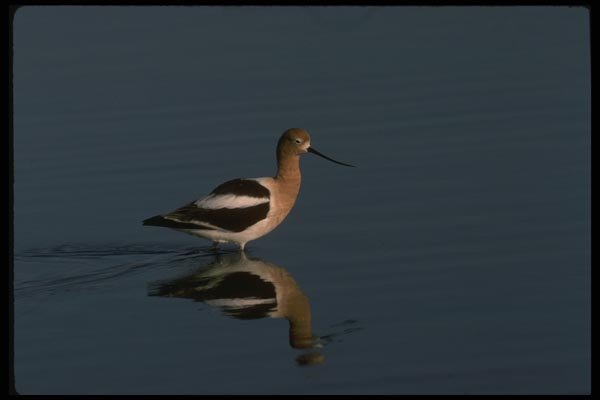 043097 American Avocet A4 Photo Print