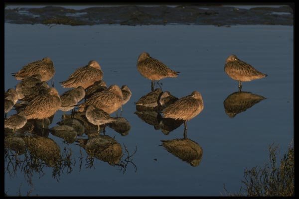 043098 Longhill Curlews A4 Photo Print